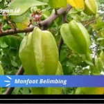 Manfaat Belimbing