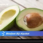 Manfaat Biji Alpukat