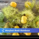 Manfaat Buah Rambusa