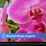 Manfaat Bunga Anggrek