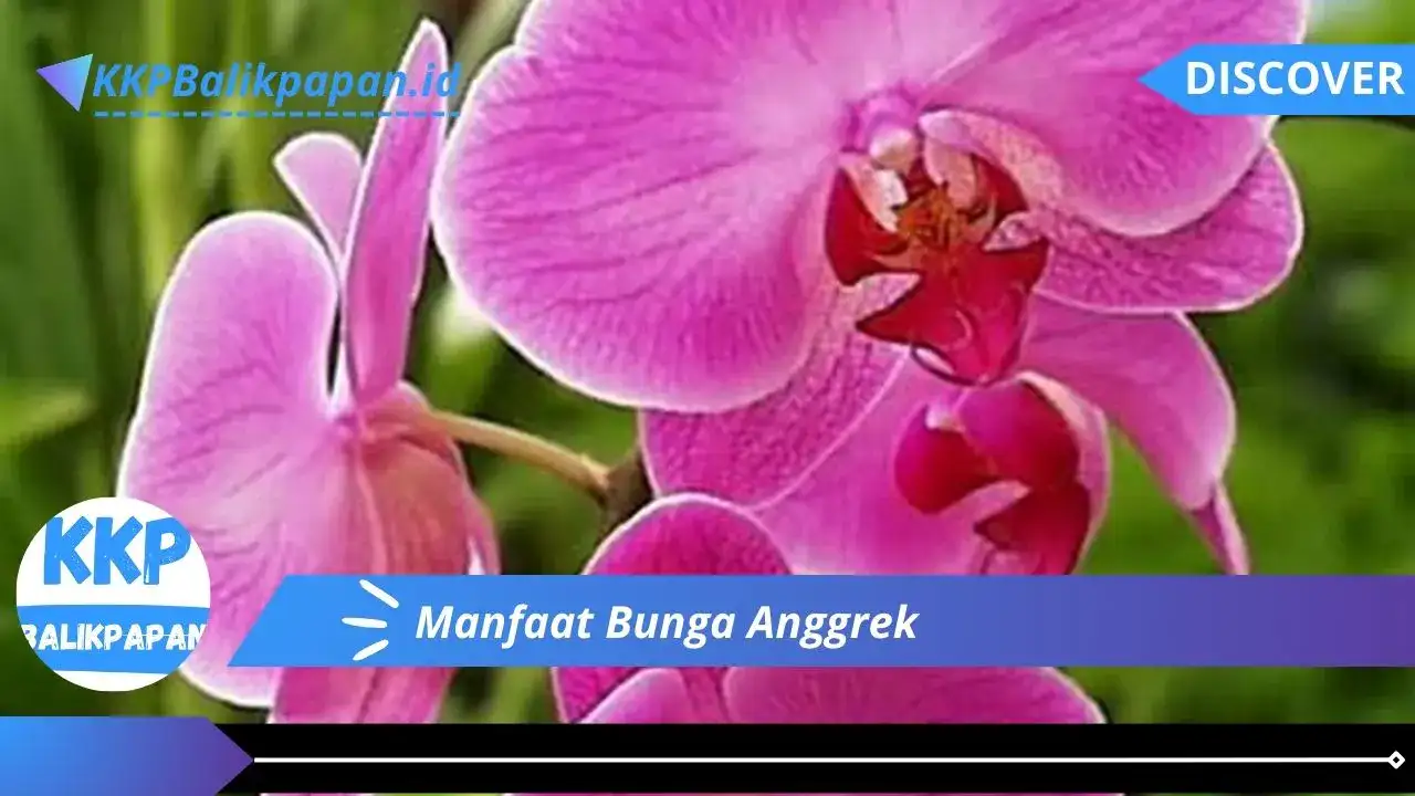 Manfaat Bunga Anggrek