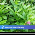 Manfaat Daun Ginseng