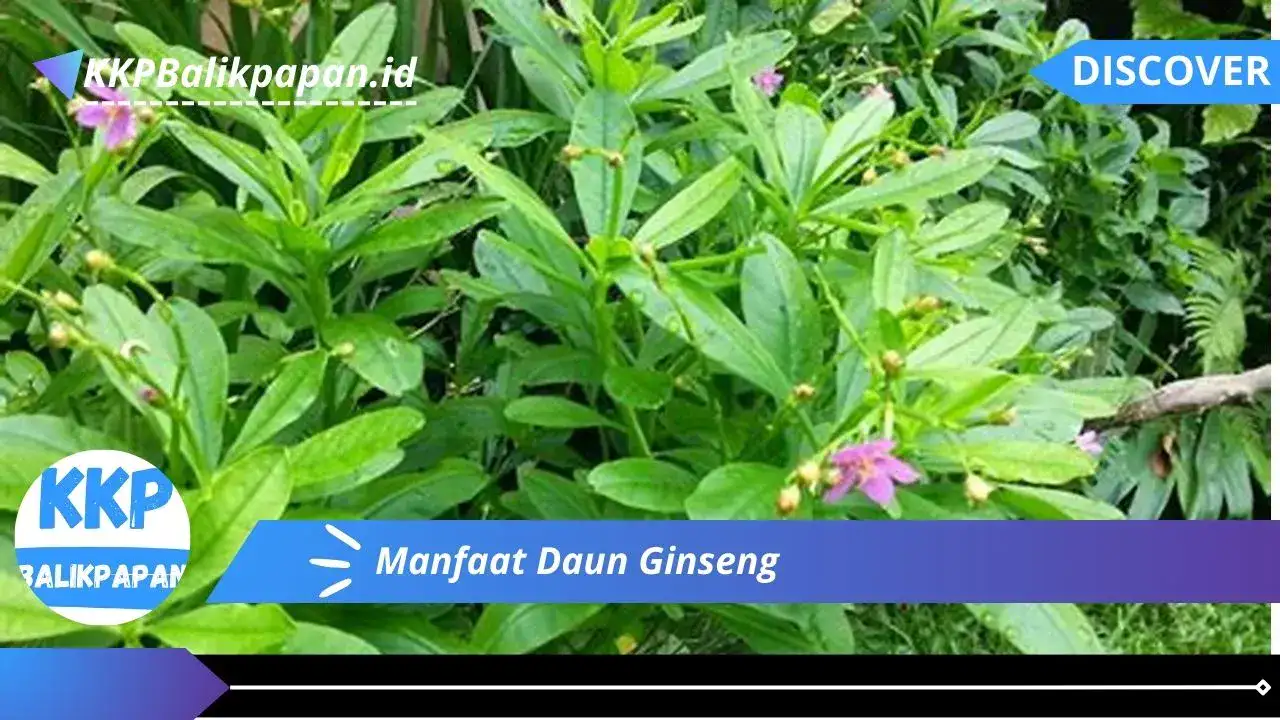 Manfaat Daun Ginseng