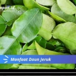 Manfaat Daun Jeruk