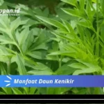 Manfaat Daun Kenikir