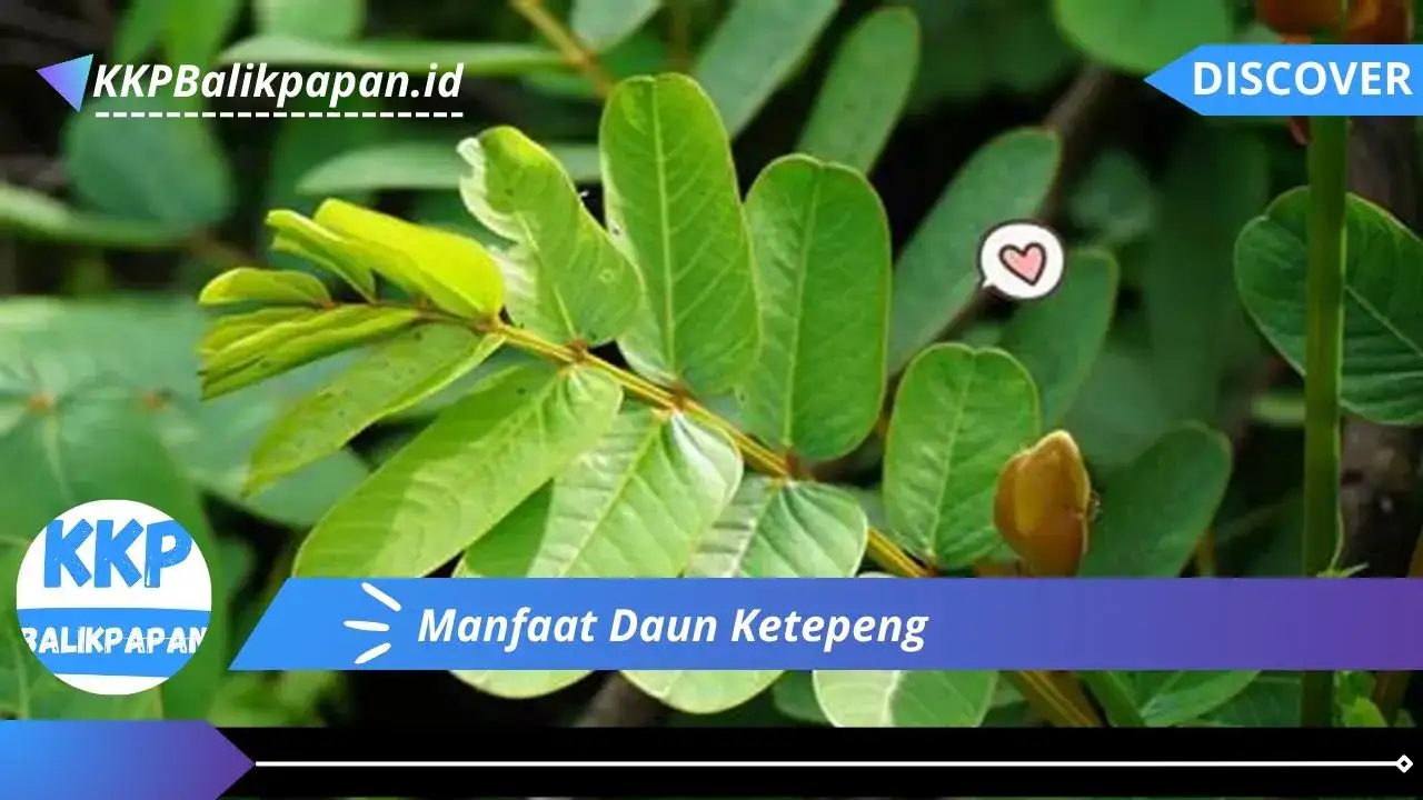 Manfaat Daun Ketepeng