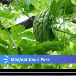 Manfaat Daun Pare