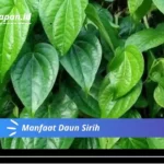 Manfaat Daun Sirih