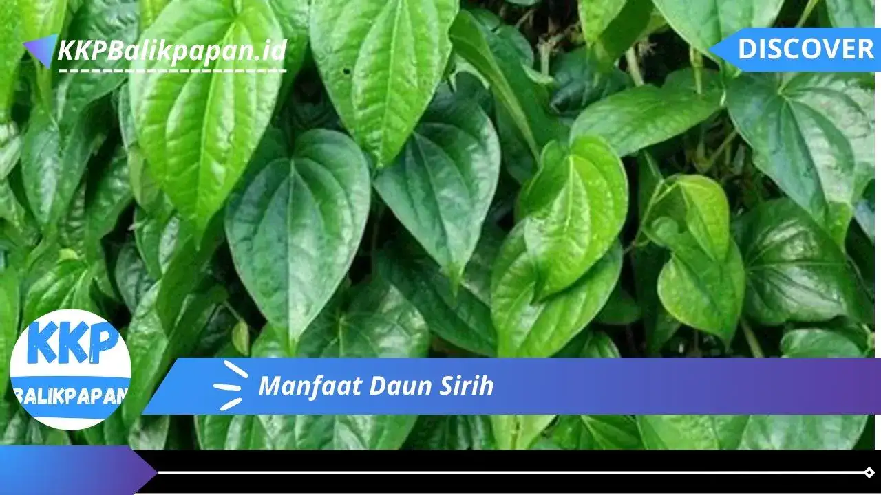 Manfaat Daun Sirih