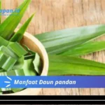 Manfaat Daun pandan