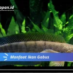 Manfaat Ikan Gabus