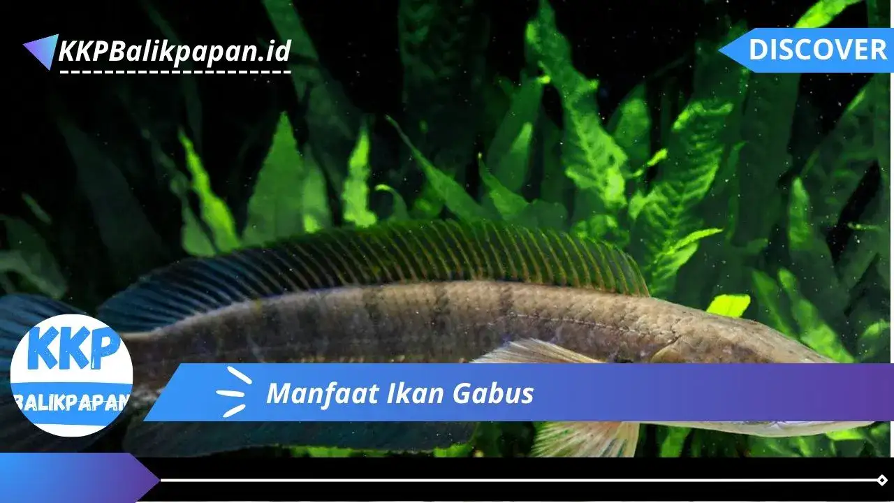 Manfaat Ikan Gabus