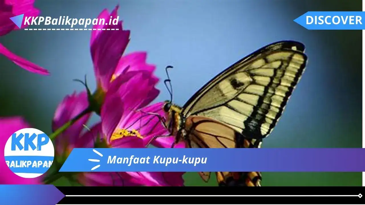 Manfaat Kupu-kupu