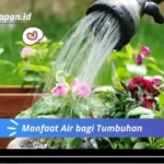 Manfaat Air bagi Tumbuhan
