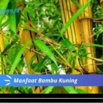 Manfaat Bambu Kuning