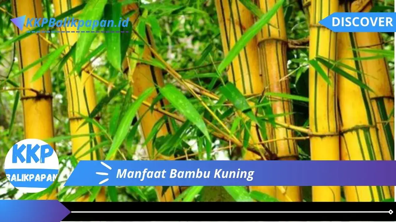 Manfaat Bambu Kuning