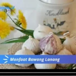 Manfaat Bawang Lanang