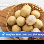 Manfaat Buah Duku dan Efek Sampingnya