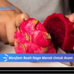 Manfaat Buah Naga Menurut Kesehatan