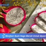 Manfaat Buah Naga Merah Untuk Mpasi