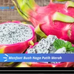 Manfaat Buah Naga Putih Merah