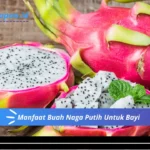 Manfaat Buah Naga Putih Untuk Bayi