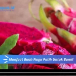 Manfaat Buah Naga Putih Untuk Bumil