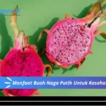 Manfaat Buah Naga Putih Untuk Kesehatan