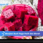 Manfaat Buah Naga Putih dan Merah