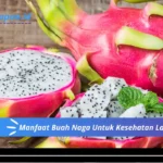 Manfaat Buah Naga Untuk Kesehatan Lambung