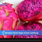 Manfaat Buah Naga Untuk Lambung