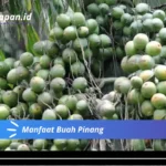 Manfaat Buah Pinang