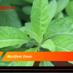 Manfaat Daun