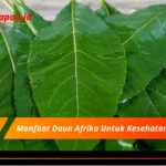 Manfaat Daun Afrika Untuk Kesehatan