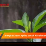 Manfaat Daun Afrika untuk Kesehatan