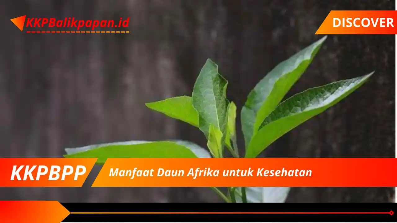 Manfaat Daun Afrika untuk Kesehatan