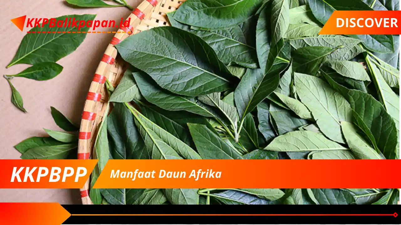 Manfaat Daun Afrika