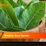 Manfaat Daun Alpukat