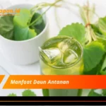 Manfaat Daun Antanan