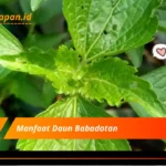 Manfaat Daun Babadotan