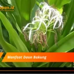 Manfaat Daun Bakung