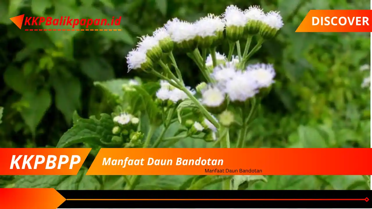 Manfaat Daun Bandotan