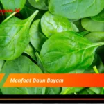 Manfaat Daun Bayam