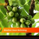 Manfaat Daun Belimbing