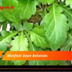 Manfaat Daun Beluntas