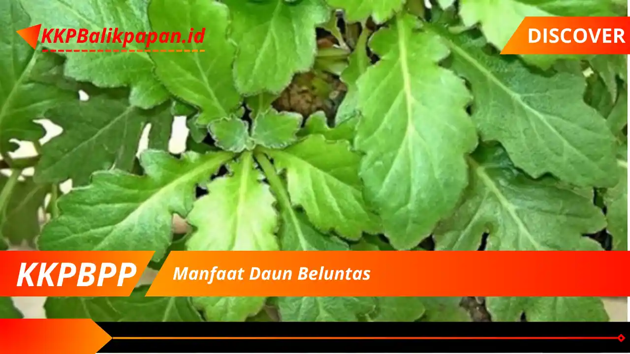 Manfaat Daun Beluntas