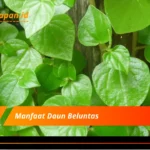 Manfaat Daun Beluntas