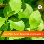 Manfaat Daun Beluntas Untuk Miss V