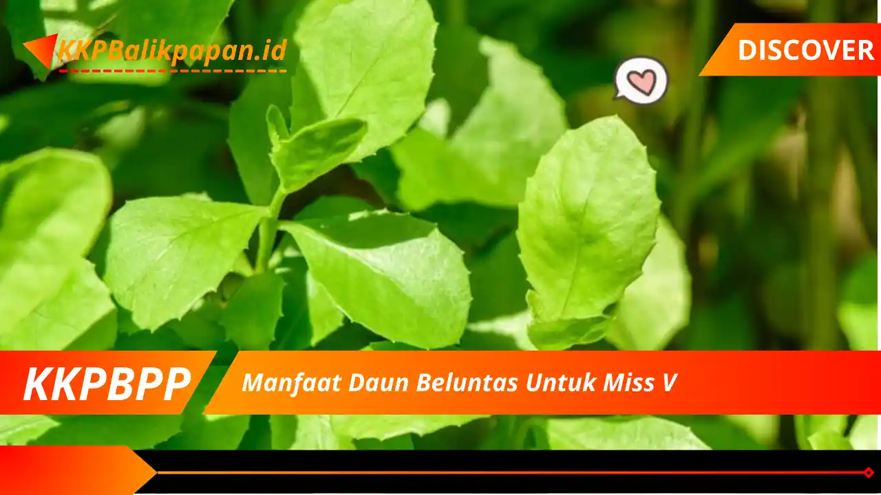 Manfaat Daun Beluntas Untuk Miss V