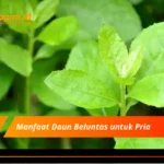 Manfaat Daun Beluntas untuk Pria